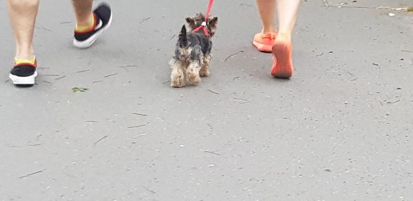 Low section of person with dog walking on street