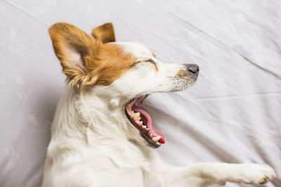 Close-up of dog yawning on bed