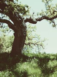 Trees growing against sky