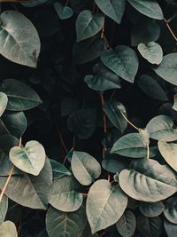 Full frame shot of leaves