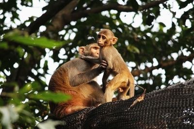 Low angle view of monkey sitting on tree