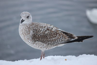 Close-up of bird perching on snow