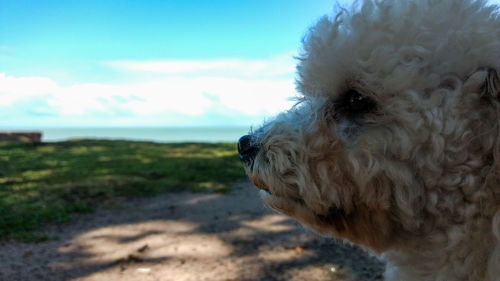 Close-up of dog by sea against sky