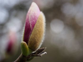 Close-up of pink flower buds