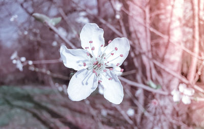 Close-up of pink cherry blossoms in spring