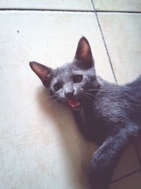 Portrait of cat