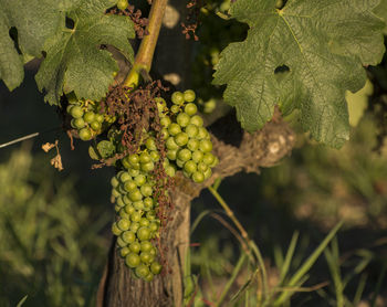 Close-up of grapes growing in vineyard