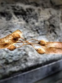 Close-up of dried plant on metal fence