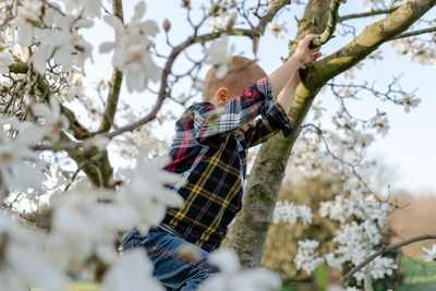 Low angle view of cherry blossoms on tree