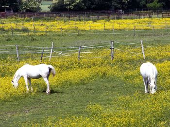 White horse in a field