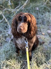 Portrait of dog on grass