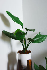 Close-up of potted plant against wall at home