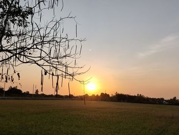 Silhouette trees on field against sky during sunset