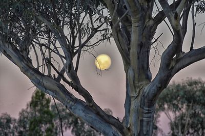 Low angle view of bare tree against sky