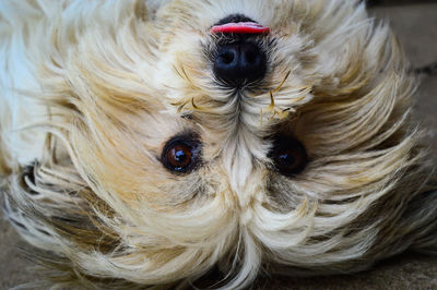 Close-up portrait of dog