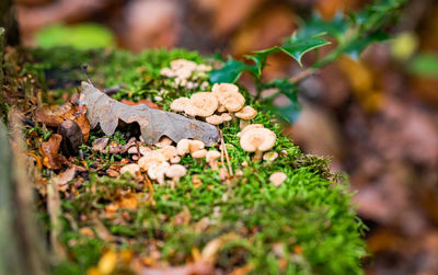High angle view of mushrooms growing on land