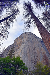 Low angle view of trees against sky