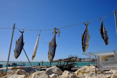 Fish drying in sun