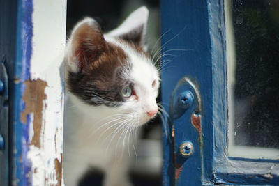 Close-up of kitten peeping through window