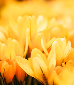 Close-up of yellow flower