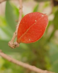 Close-up of orange leaf