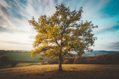 Tree on field against sky during autumn