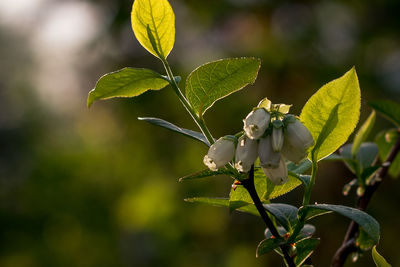 Bluberry plant in bloom