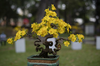 Close-up of yellow flowering plant in cemetery