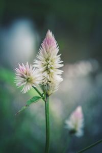 Close-up of pink flowers