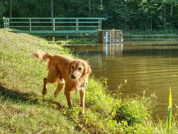 Dog standing on land
