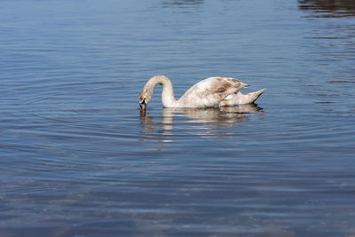 Swan swimming in lake