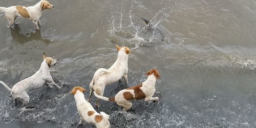 High angle view of dogs in lake