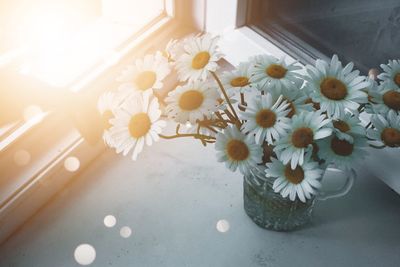 High angle view of white daisy flowers on table