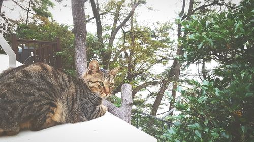 Cat resting on a tree