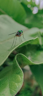 Close-up of insect on leaf