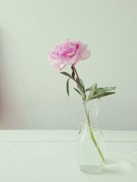 Close-up of pink flowers