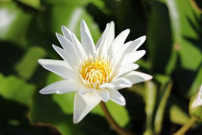 Close-up of white flower