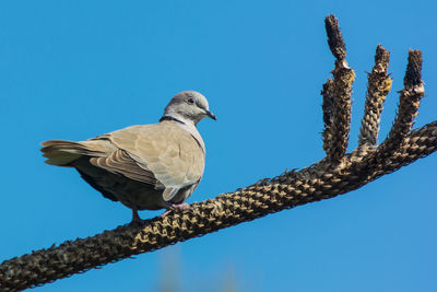 Low angle view of bird perching on branch against blue sky