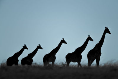 Five masai giraffe walk on grassy horizon