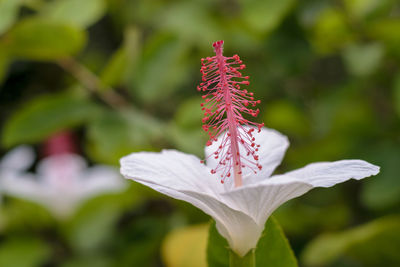 Close-up of pink flowering plant