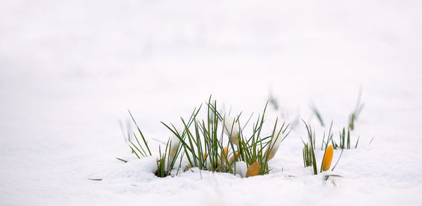 Grass growing on snowcapped field during winter