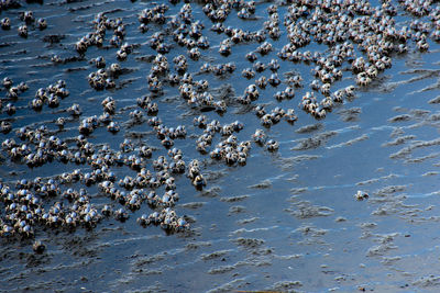 High angle view of starfish on beach