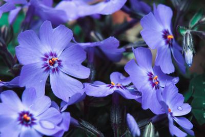 Close-up of purple flowers