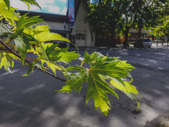 Close-up of fresh green plant