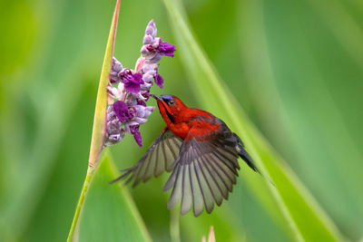 Close-up of butterfly on purple flower