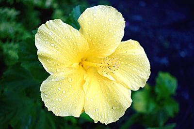 Close-up of wet flower