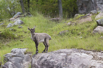 Alpine ibex young perched on rock with rocks and grass in the background