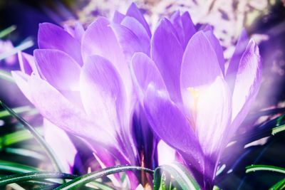 Close-up of purple crocus