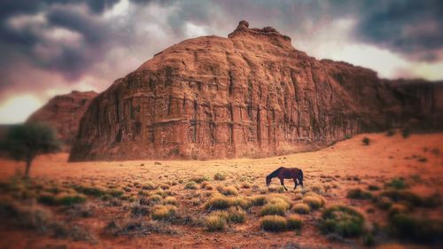 Horse standing in a field