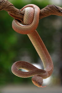 Close-up of viper snake on tree